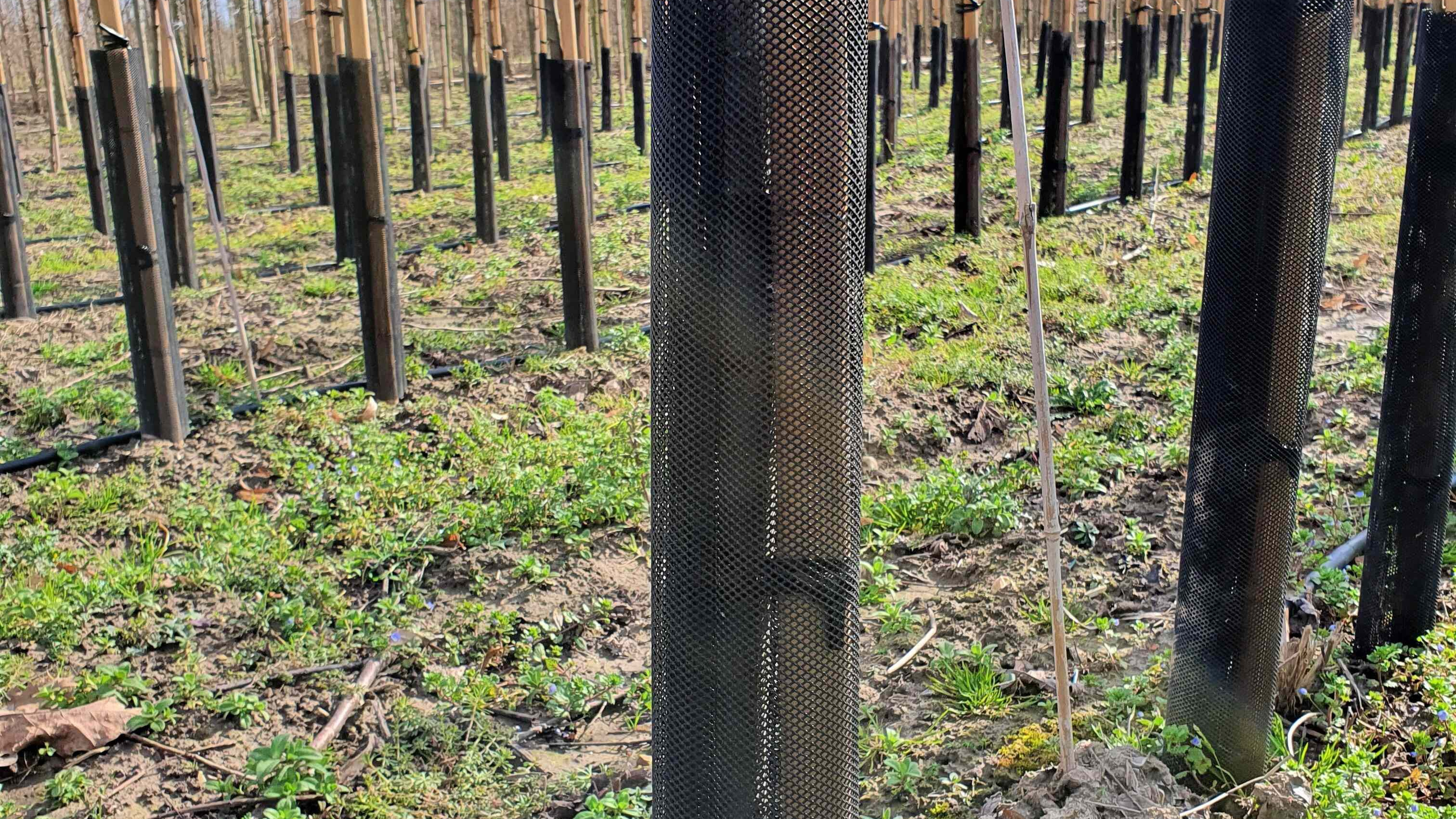 Odoo - Prueba 1 a tres columnas