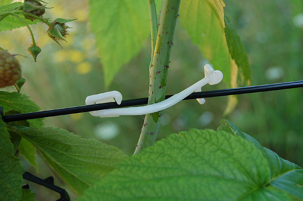 CLIPS BIO PARA FRUTOS REBSTAR BLANCO