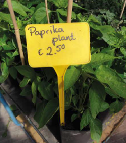 Etiqueta Pincho Cabezal Rectangular y Plano - 15 cm | 100 udes.