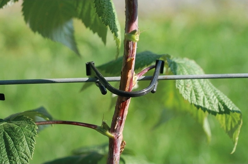 CLIPS PARA FRUTOS 11 CM LOGITUD