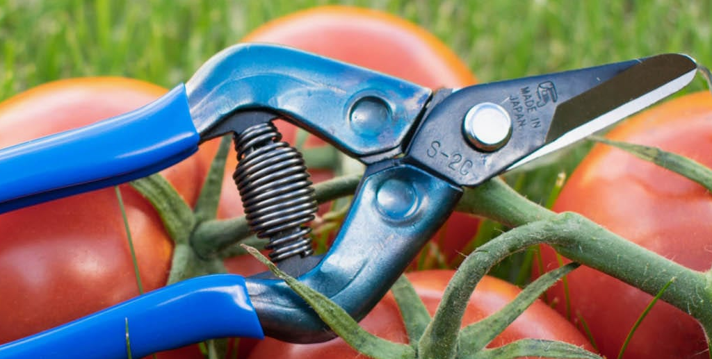 TIJERA DE RECOLECCIÓN CHIKAMASA T-5C