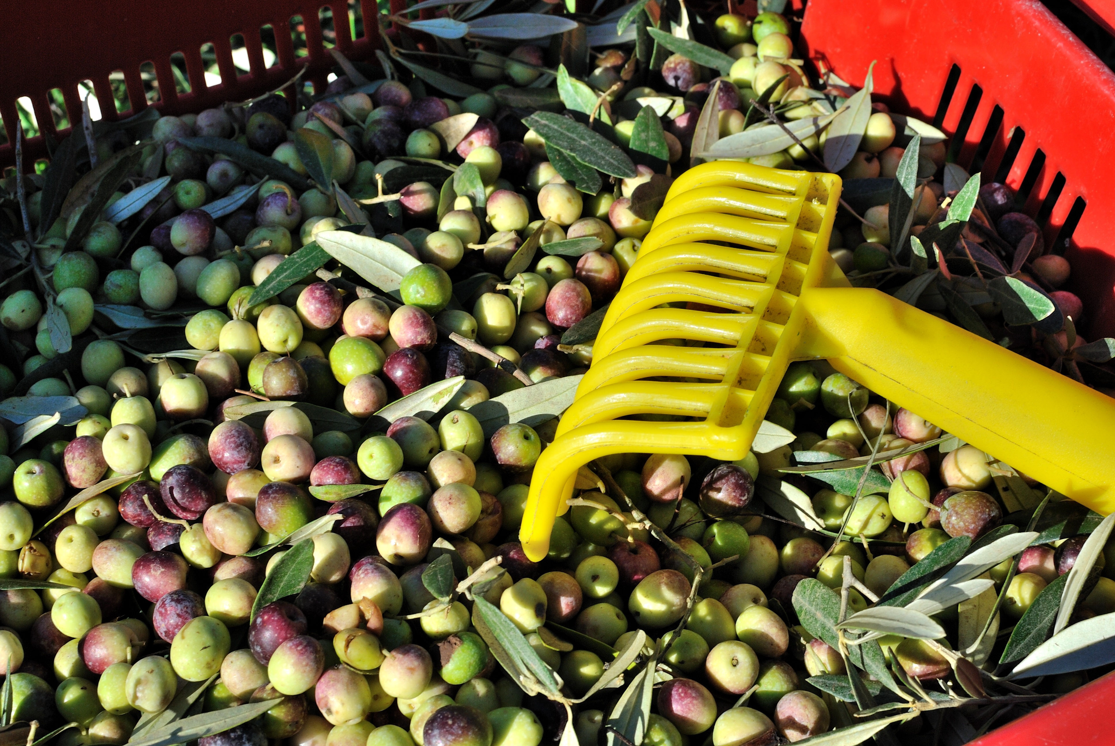 RASTRILLO RECOGE ACEITUNAS DE 40 CM