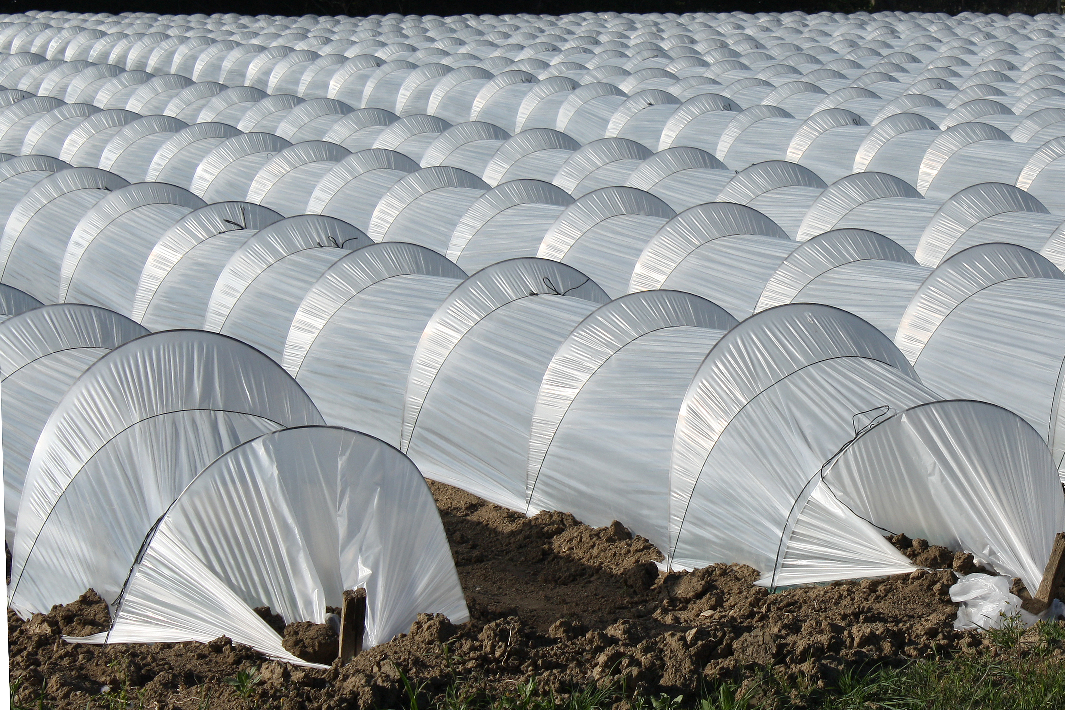 VARILLA PARA MICRO TÚNEL 180 UNIDADES